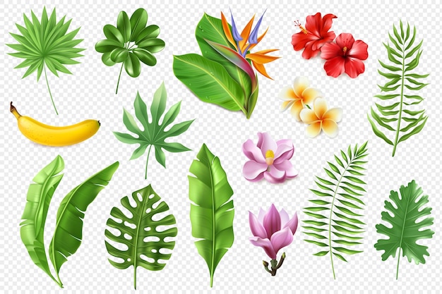 Vector tropical leaves collection.