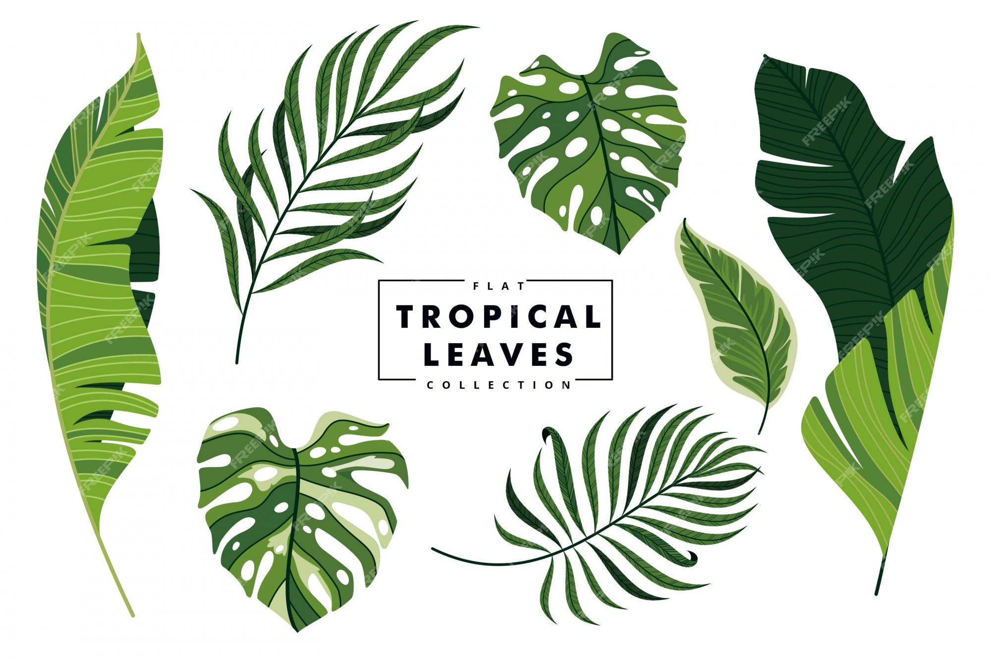 Premium Vector | Tropical leaves collection