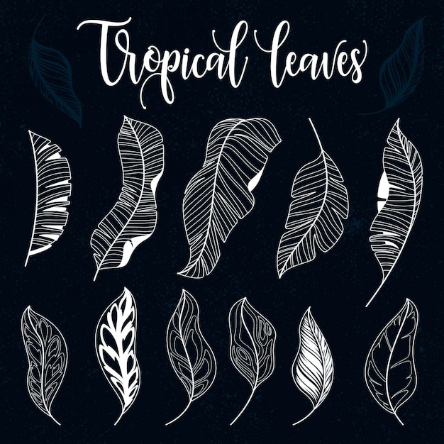 Tropical leaves collection