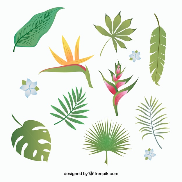 Vector tropical leaves collection