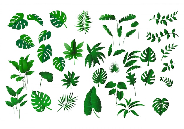 Tropical leaves collection