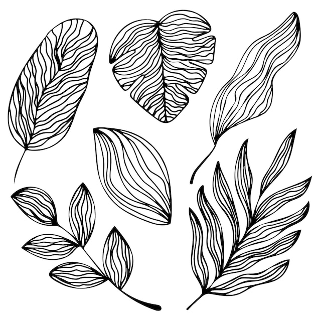 Tropical Leaves in doodle style Vector illustration. Hand drawn line art leaves on white background.