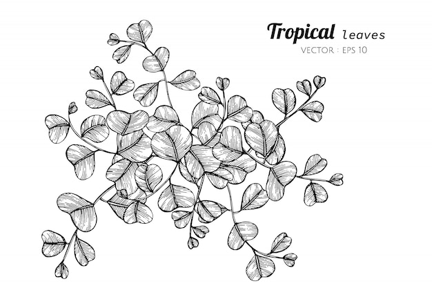 Tropical leaves drawing illustration.