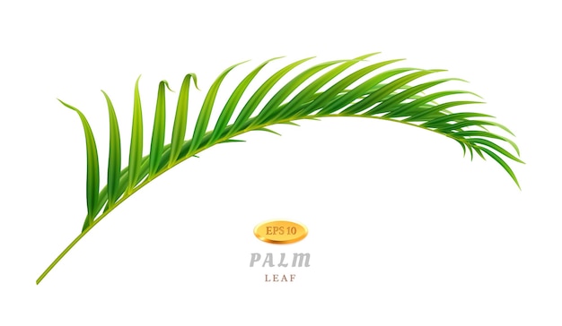 Vector tropical leaves and exotic flora palm tree of jungles or forests in warm climate vegetation and