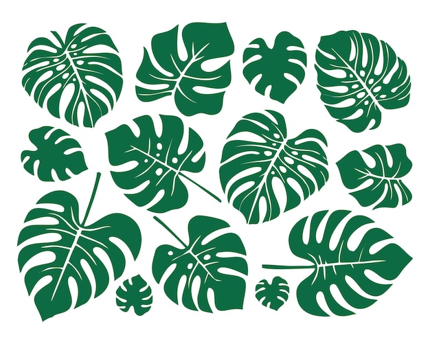 tropical leaves exotic monstera leaf