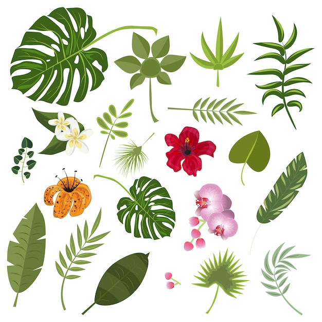 Vector tropical leaves and flowers.