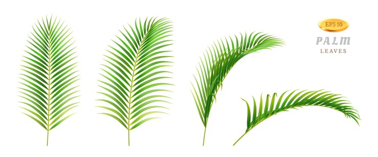 Vector tropical leaves foliage d set different sides