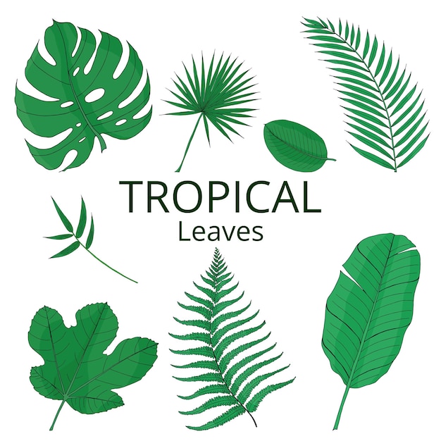 Vector tropical leaves green color set with banana mostera palm vector isolated elements for design