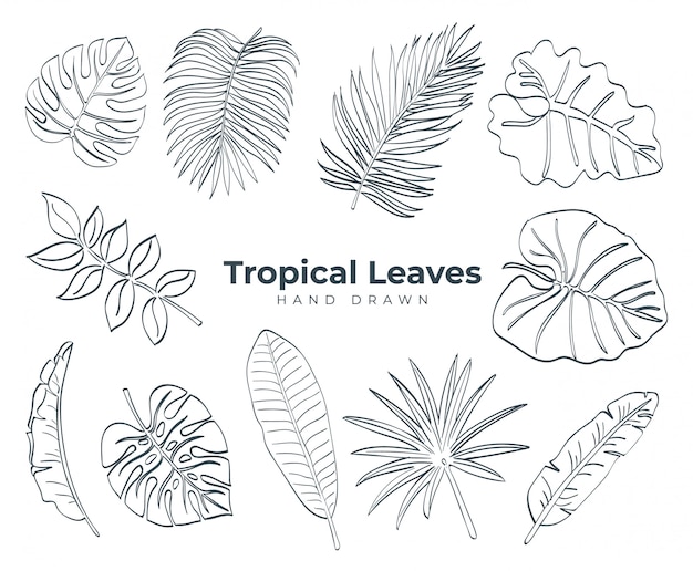 Tropical Leaves Hand Drawn Collection