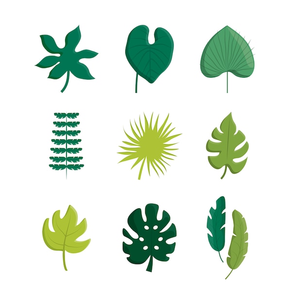 Vector tropical leaves icon set