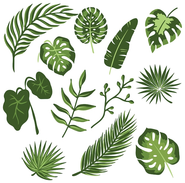 Vettore file eps disegnati a mano con foglie tropicali