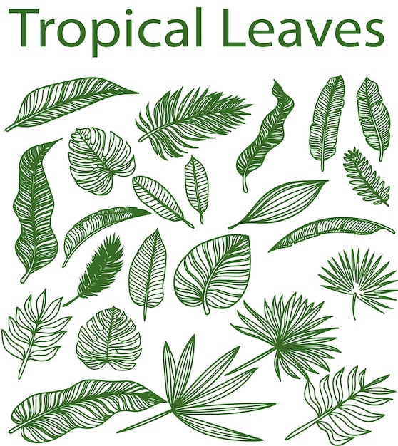 Vettore tropical leaves line art disegno illustrazione set bundle