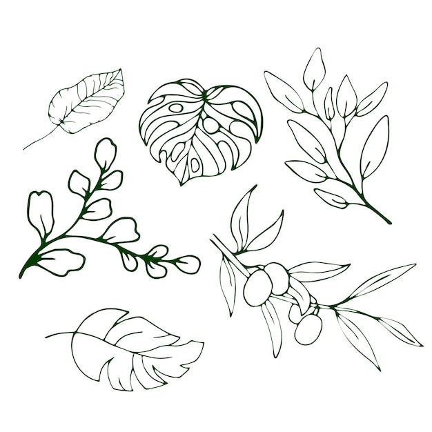 Тропические листья и оливки. векторная иллюстрация изолированный фон.