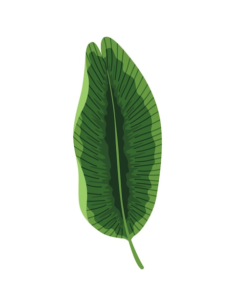 Vector tropical leaves plant exotic foliage green decorative jungle plant vector hand drawn botanical graphic element