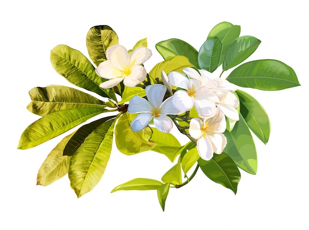 Tropical leaves and plumeria flower on white background