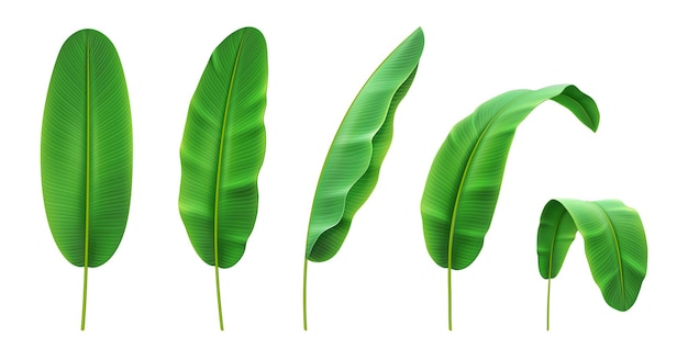 tropical leaves set banana foliage leaf position