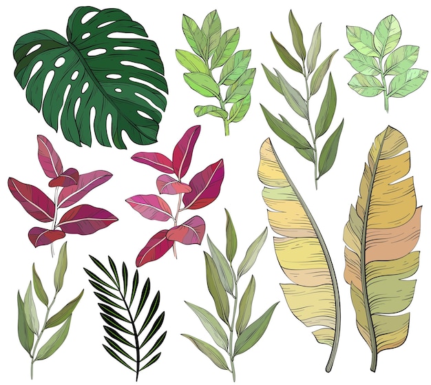 Vector tropical leaves set eucalyptus monstera banana leaves vector illustration