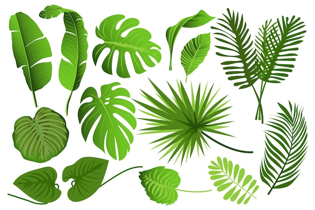 Vector tropical leaves set graphic elements in flat design bundle of different type exotic leaves green jungle plants monstera banana and other botanical branches vector illustration isolated objects