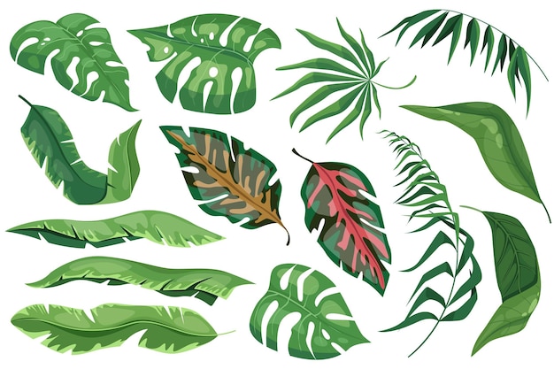 Foglie tropicali impostano elementi grafici in design piatto fascio di piante esotiche di diverso tipo foglia di banane palme monstera e altro fogliame della giungla verde illustrazione vettoriale oggetti isolati