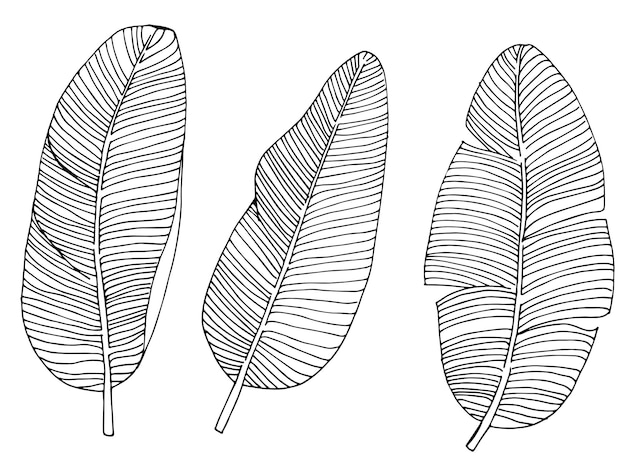 열대 잎 바나나 잎을 그리는 그래픽 라인 세트