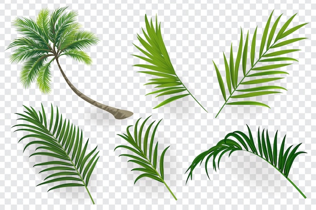 Tropical leaves set isolated