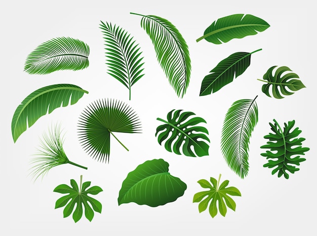 Tropical leaves set isolated