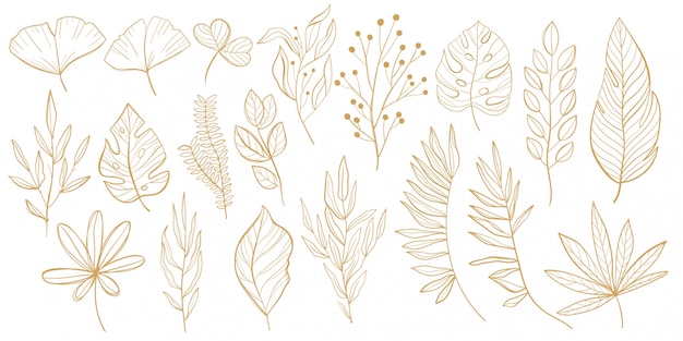 Tropical leaves set. Palm, fan palm, monstera, banana leaves in line style. Sketches of tropical leaves for design.