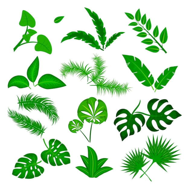 Tropical leaves vector set isolated on white background. different green leaf collection. jungle forest flora. banana and exotic palm leaves in a flat cartoon style illustration