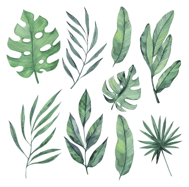 Tropical leaves watercolor clipart set