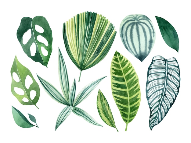 Vector tropical leaves watercolor hand drawn clipart set vector illustration