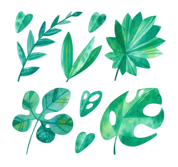 Tropical leaves watercolor illustrations set Jungle green clipart