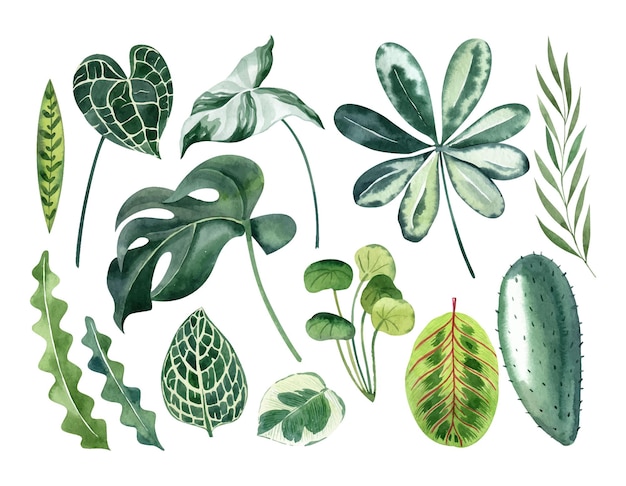 热带叶子水彩矢量剪辑套装与Monstera anthurium仙人掌卡拉提亚