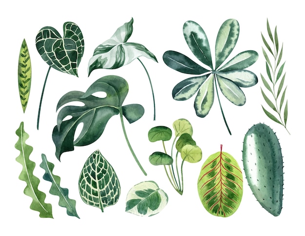 Tropical leaves watercolor vector clipart set with monstera anthurium cactus calathea