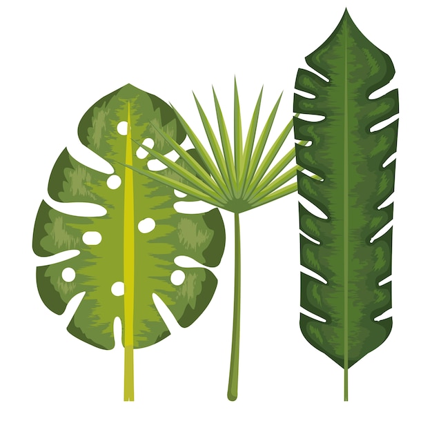 Vector tropical leaves