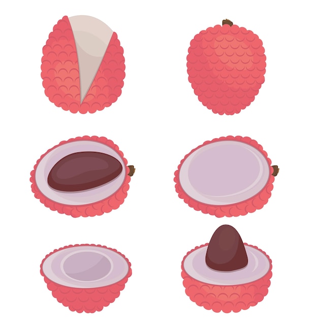 Tropical lychee fruit, color isolated vector illustration