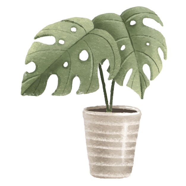 Vettore tropical monstera pianta d'appartamento in vaso fiore d'appartamento illustrazione isolata con pianta d'appartamento casa accogliente