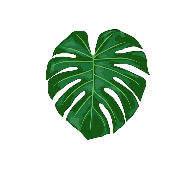 Tropical monstera leaves vector