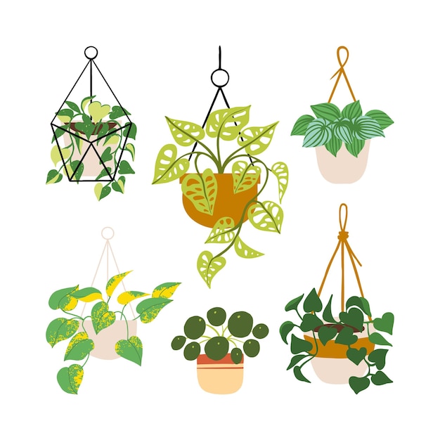 Vector tropical monstera philodendron pothos in hanging pots house plant cartoon vector illustration set