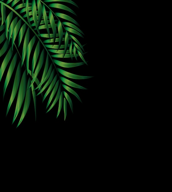 Tropical Natural green Palm.  Illustration