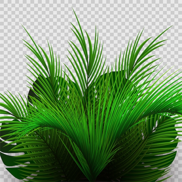 Tropical palm bush isolated on transparent