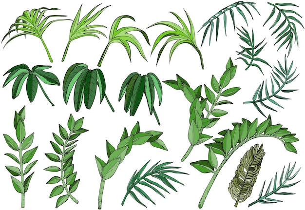 Tropical palm jungle plants set