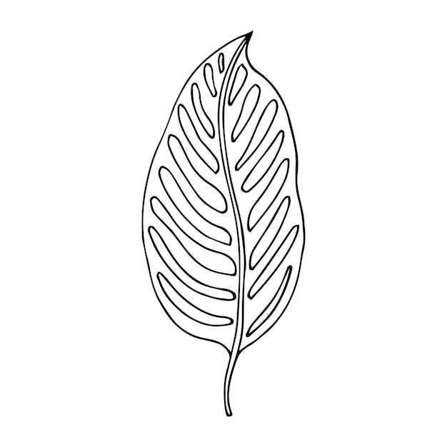 Tropical palm leave in sketch style, isolated vector illustration. leave of palm tree in linear dood