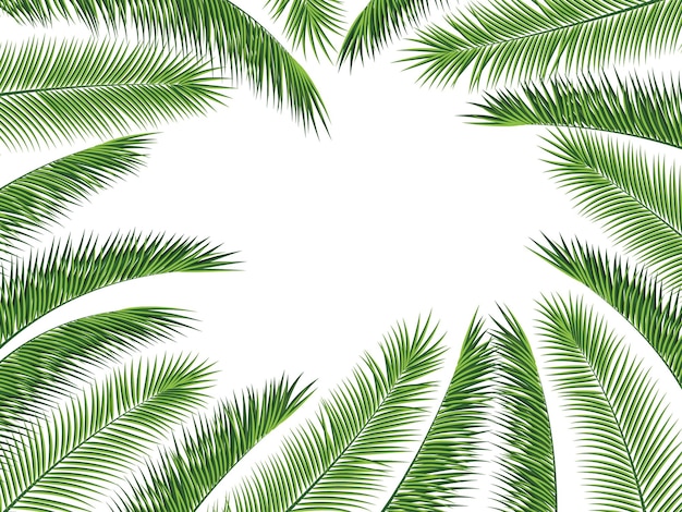 Tropical palm leaves frame botanical vector illustration exotic nature card or banner with frame