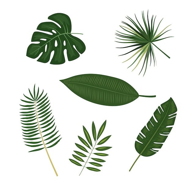 Tropical palm leaves jungle leaves botanical vector illustration isolated on white background