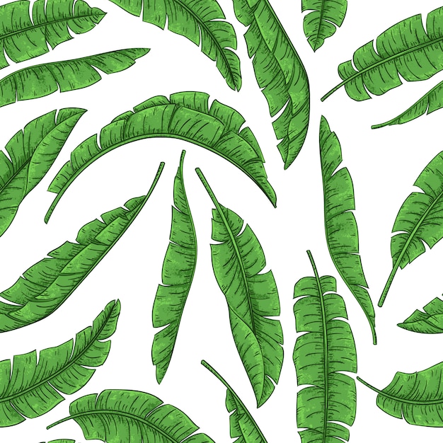 Tropical palm leaves seamless pattern, jungle banana leaf