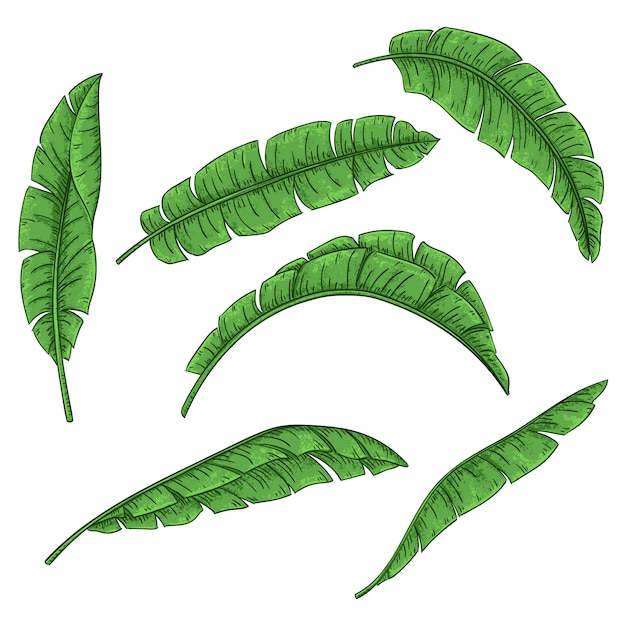 Tropical palm leaves set, jungle banana leaf collection