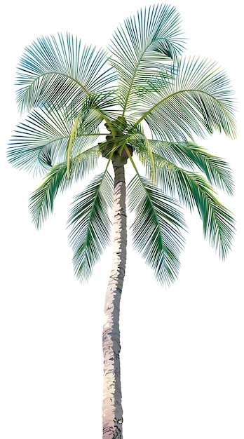 Vector tropical palm tree isolated on white background