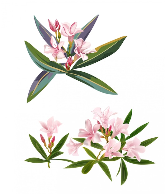 Vector tropical pink flowers