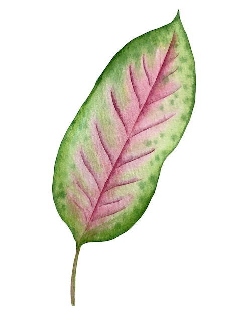 Illustrazione dell'acquerello della foglia di aglaonema della pianta tropicale