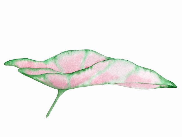 Tropical plant caladium leaf watercolor illustration